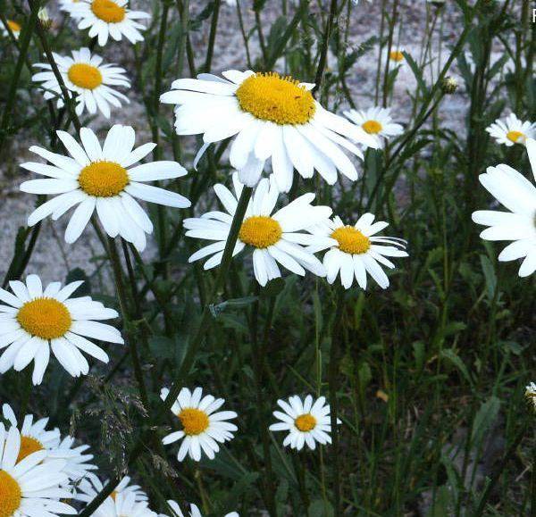 Leucanthemum-X-Superb-Alaska-Isopaivankakkara