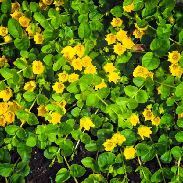 Lysimachia-nummularia-Suikeroalpi