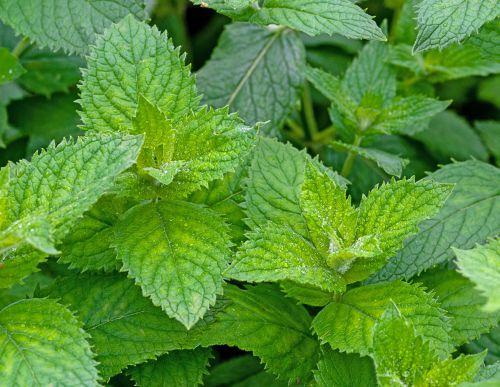 Mentha-spicata-viherminttu-pikkukuva
