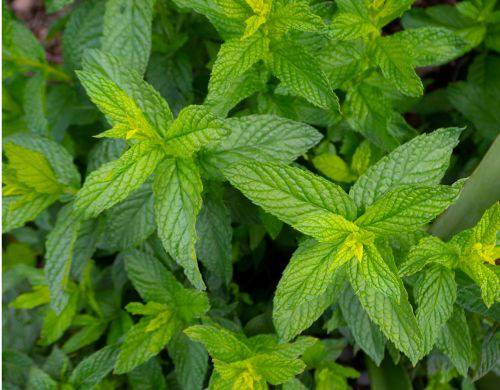 Mentha-x-piperita-piparminttu-pikkukuva