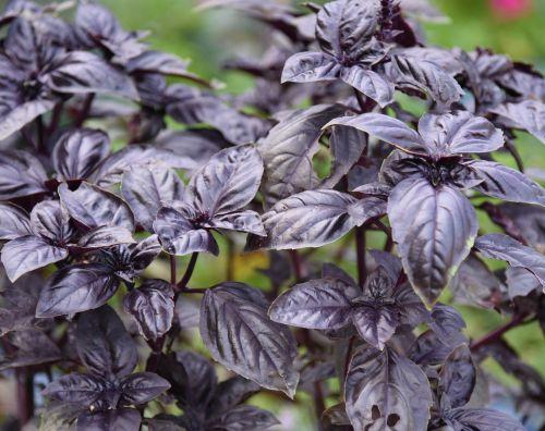 Ocimum-basilicum-punainen-basilika-pikkukuva