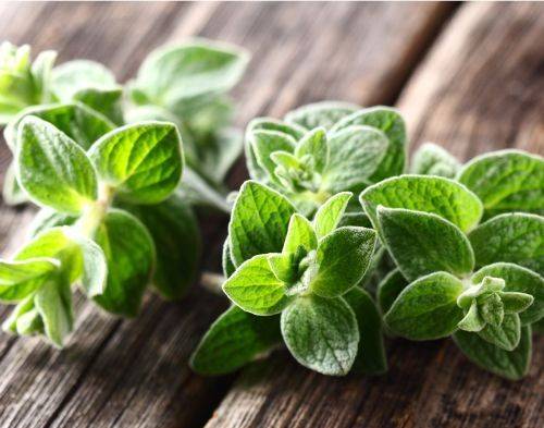 Origanum-vulgare-ssp-hirtum-oregano-hot-spicy-pikkukuva