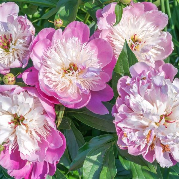 Paeonia-Bowl-of-Beauty-Pioni