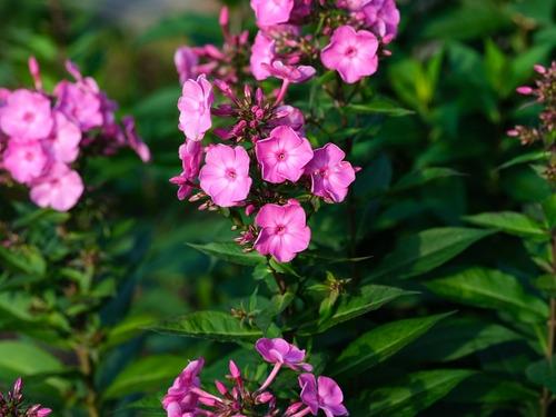 Phlox-Douglasii-Red-Admiral-Matasleimu