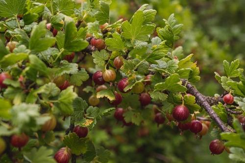 Ribes-Uva-crispa-Crispa-Darling-Karviainen