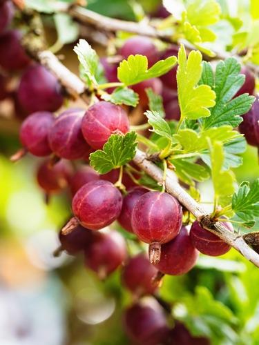 Ribes-uva-crispa-Captivator-Karviainen
