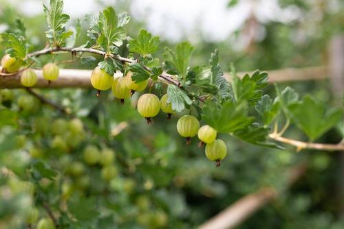 Ribes-uva-crispa-Hankkijan-Herkku-Karviainen