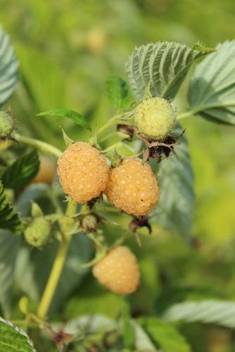 Rubus-idaeus-Autumn-Amber-Vadelma