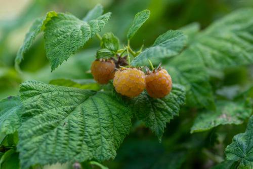 Rubus-idaeus-Fallgold-Vadelma