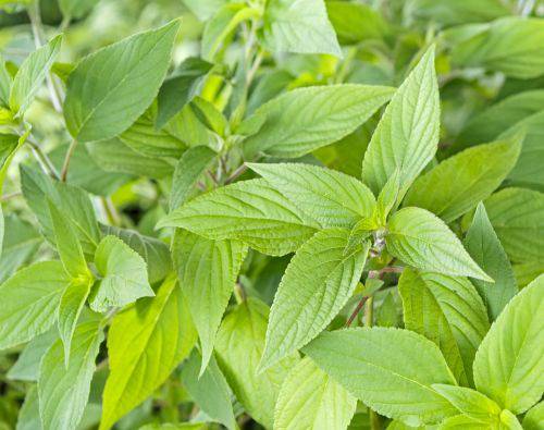 Salvia-rutilans-Pino-ananassalvia-pikkukuva
