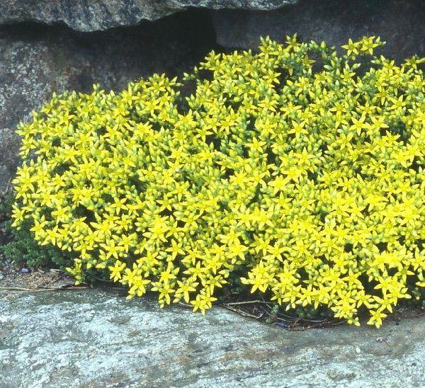 Sedum-acre-keltamaksuruoho-2