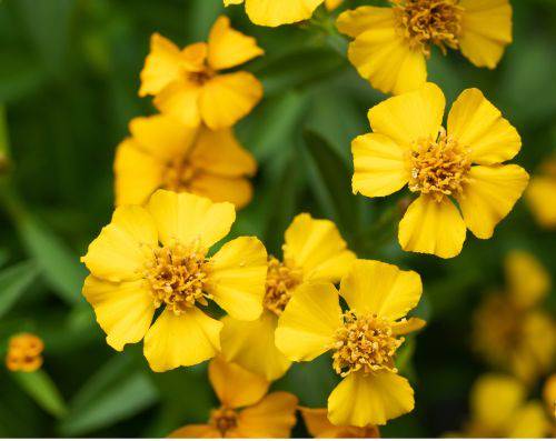 Tagetes-lucida-rohtosamettikukka-pikkukuva
