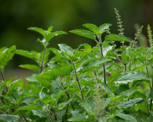 Tulsi-pyhaebasilika-pikkukuva