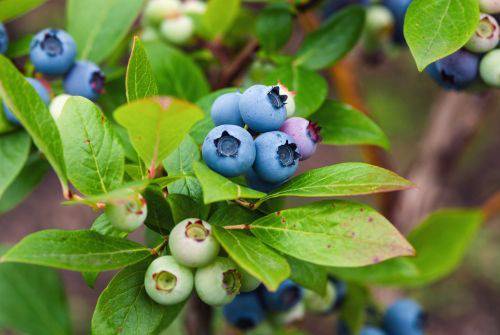 Vaccinium-Angustifolium-ryhmae-Northland-Tarhapensasmustikka-pikkukuva
