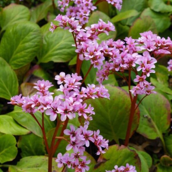 herttavuorenkilpi-bergenia-cordifolia