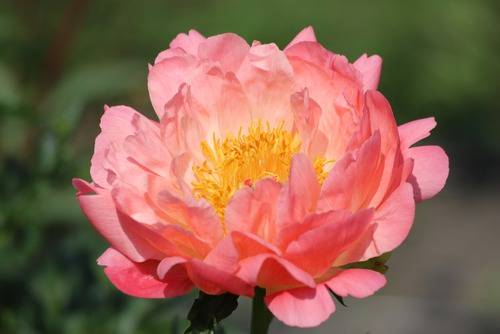 paeonia-lact-coral-charm-Kiinanpioni