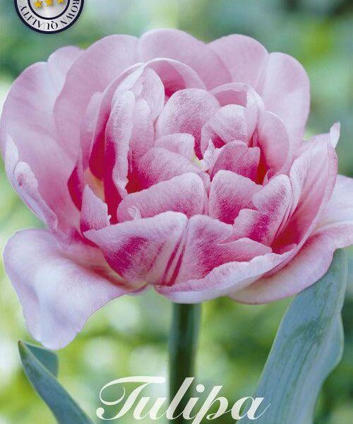 80015-Tulipa-FOXTROT