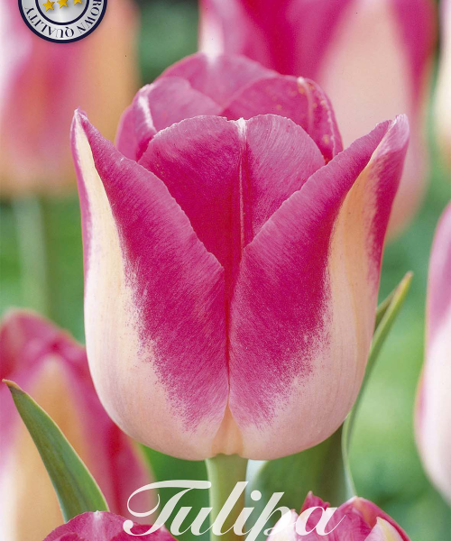 80090-Tulipa-INFINITY-verkkokauppa-tuotekuva-verkkokauppa-tuotekuva