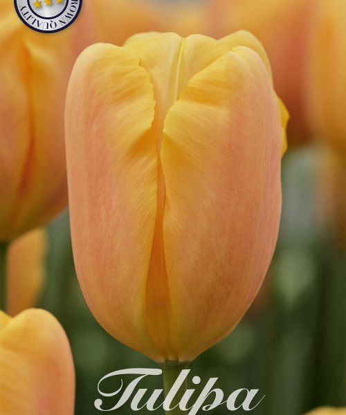 80107-Tulipa-BELLVILLE-verkkokauppa-tuotekuva
