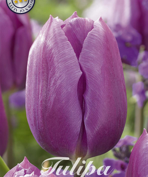 80110-Tulipa-BLUE-BEAUTY-verkkokauppa-tuotekuva-verkkokauppa-tuotekuva