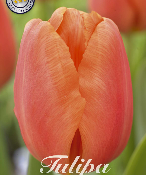 80115-Tulipa-CADANS-verkkokauppa-tuotekuva