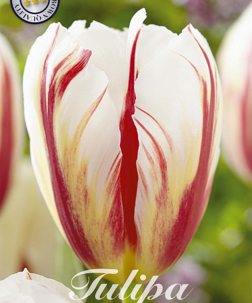80130-Tulipa-CARNAVAL-DE-RIO-verkkokauppa-tuotekuva