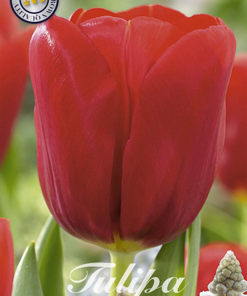 80185-Tulipa-ILE-DE-FRANCE-verkkokauppa-tuotekuva