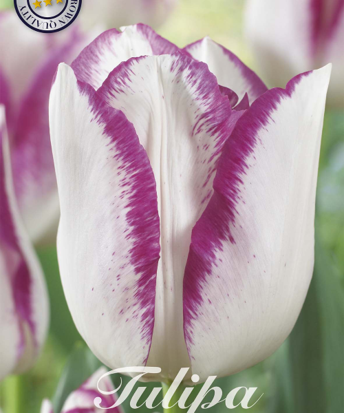 80200-Tulipa-MATA-HARI-verkkokauppa-tuotekuva