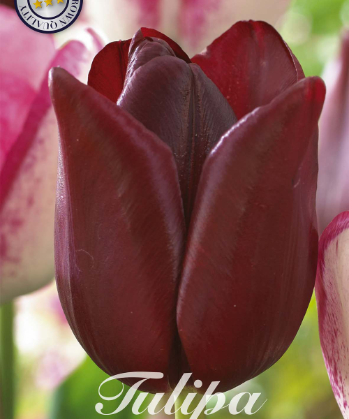 80210-Tulipa-NATIONAL-VELVET-verkkokauppa-tuotekuva