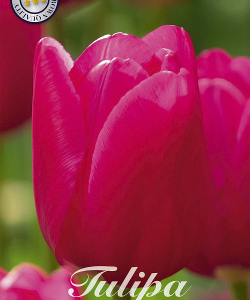 80222-Tulipa-PINK-ARDOUR-verkkokauppa-tuotekuva
