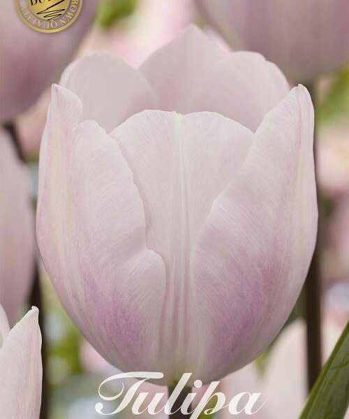 80247-Tulipa-SILVER-CLOUD