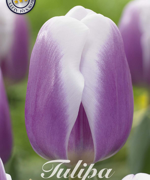 80270-Tulipa-SYNAEDA-BLUE-verkkokauppa-tuotekuva