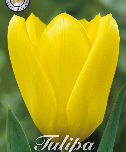 80300-Tulipa-CANDELA-verkkokauppa-tuotekuva