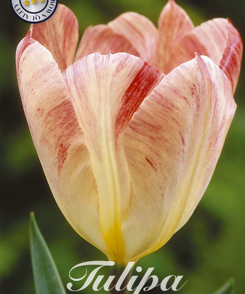 80310-Tulipa-FLAMING-PURISSIMA-verkkokauppa-tuotekuva-verkkokauppa-tuotekuva