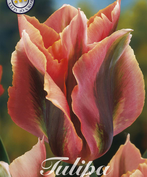 80340-Tulipa-ARTIST-verkkokauppa-tuotekuva-verkkokauppa-tuotekuva