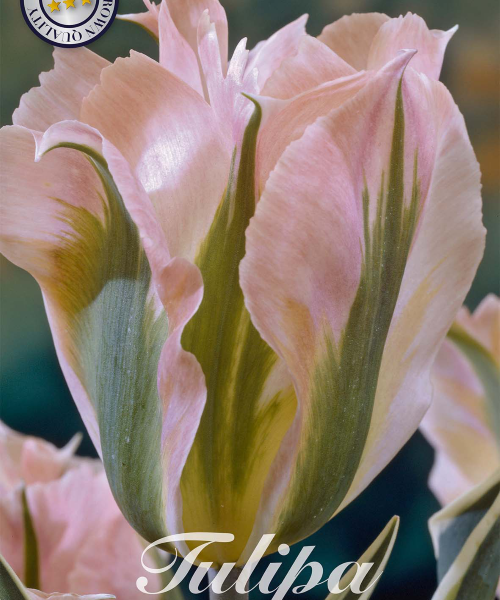 80345-Tulipa-CHINA-TOWN-verkkokauppa-tuotekuva-verkkokauppa-tuotekuva