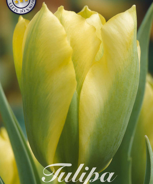 80357-Tulipa-FORMOSA-verkkokauppa-tuotekuva