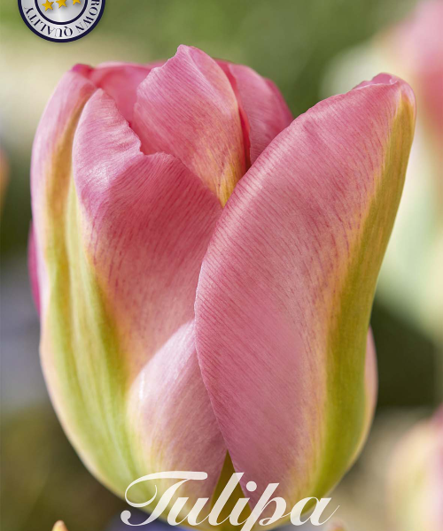 80360-Tulipa-GROENLAND-verkkokauppa-tuotekuva