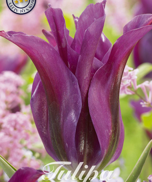 80365-Tulipa-PURPLE-DOLL-verkkokauppa-tuotekuva-verkkokauppa-tuotekuva