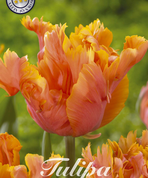 80380-Tulipa-AMAZING-PARROT-verkkokauppa-tuotekuva-verkkokauppa-tuotekuva