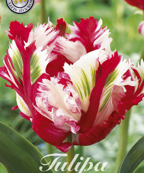 80395-Tulipa-ESTELLA-RIJNVELD-verkkokauppa-tuotekuva-verkkokauppa-tuotekuva