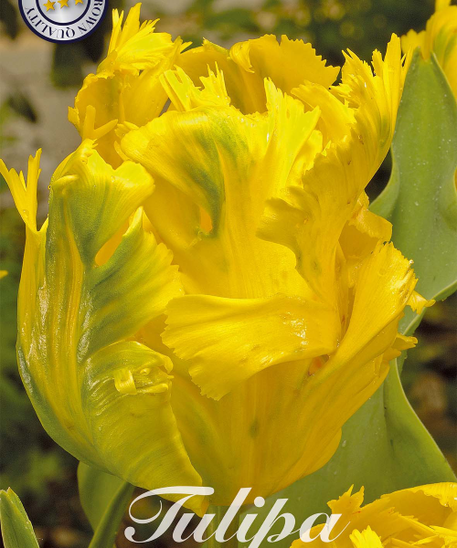 80435-Tulipa-TEXAS-GOLD-verkkokauppa-tuotekuva-verkkokauppa-tuotekuva