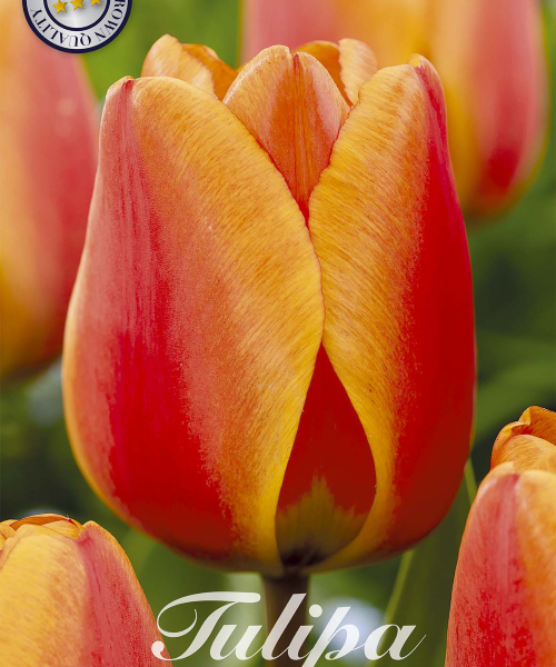 80457-Tulipa-APELDOORN-ELITE-verkkokauppa-tuotekuva-verkkokauppa-tuotekuva