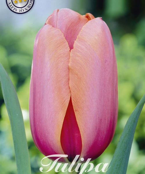80462-Tulipa-APRICOT-IMPRESSION-verkkokauppa-tuotekuva-verkkokauppa-tuotekuva
