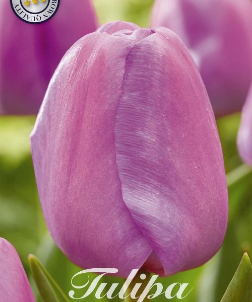 80496-Tulipa-PURPLE-PRIDE-verkkokauppa-tuotekuva-verkkokauppa-tuotekuva