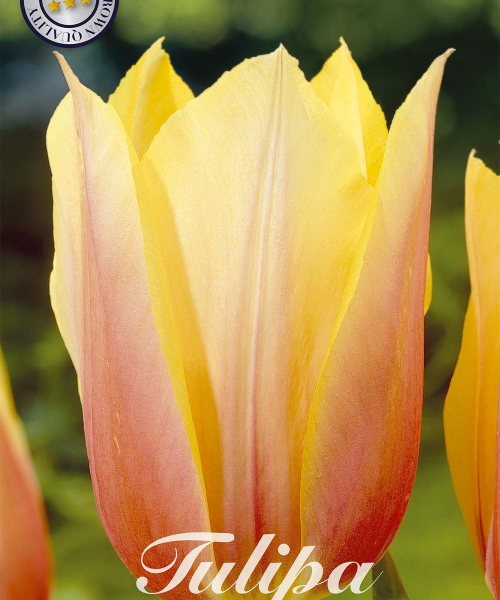 80515-Tulipa-BLUSHING-LADY-verkkokauppa-tuotekuva-verkkokauppa-tuotekuva