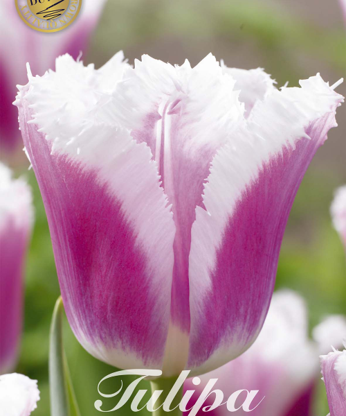 80615-Tulipa-SIESTA-verkkokauppa-tuotekuva