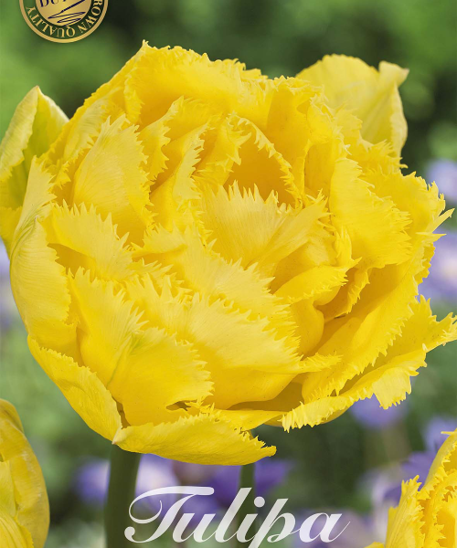 80630-Tulipa-EXOTIC-SUN-verkkokauppa-tuotekuva-verkkokauppa-tuotekuva