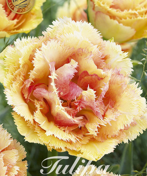80665-Tulipa-VAYA-CON-DIOS-verkkokauppa-tuotekuva-verkkokauppa-tuotekuva