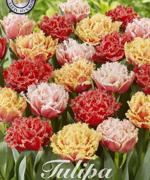 80666-Tulipa-CRISPA-DOUBLE-MIXED-verkkokauppa-tuotekuva-verkkokauppa-tuotekuva